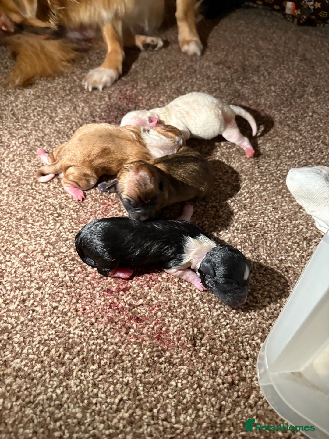 Chihuahua dogs for sale: Puppy’s  - Image 5
