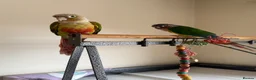 Conures birds for sale: Male and female conure for sale  £500 ono in Basildon - Advert 2