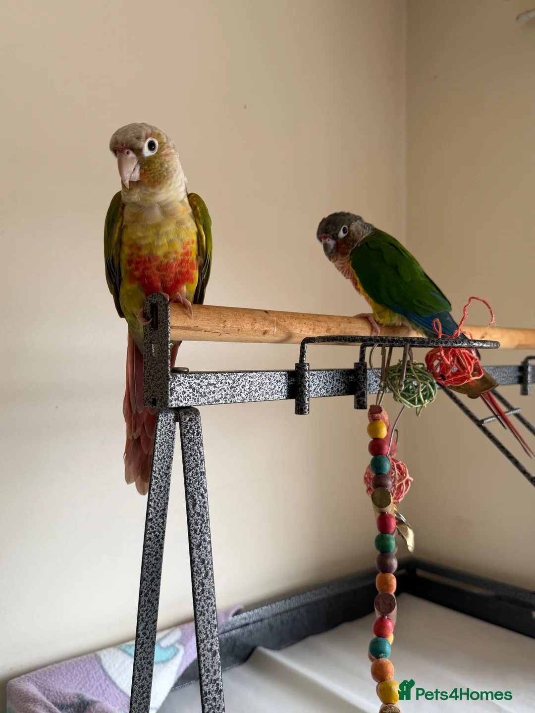 Conures birds for sale: Male and female conure for sale  £500 ono in Basildon - Advert 2