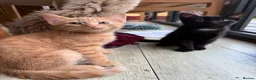 British Shorthair cats for sale: Kittens for sale in Westbury - Advert 6