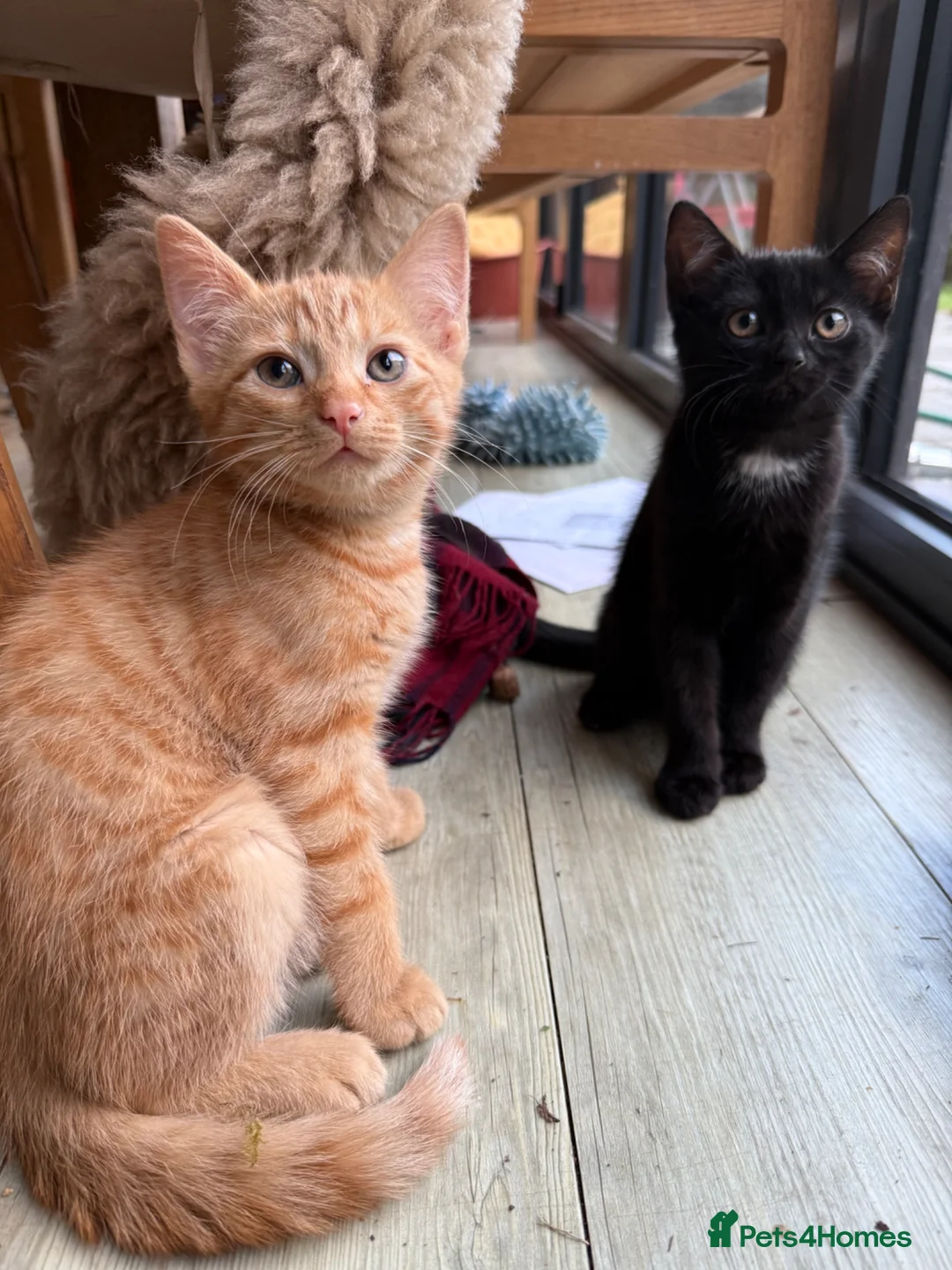 British Shorthair cats for sale: Kittens for sale in Westbury - Advert 6