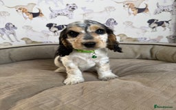 Cocker Spaniel dogs for sale: Beautiful show litter Cockers ready now - Image 2