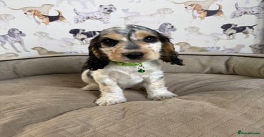Cocker Spaniel dogs - Advert 8
