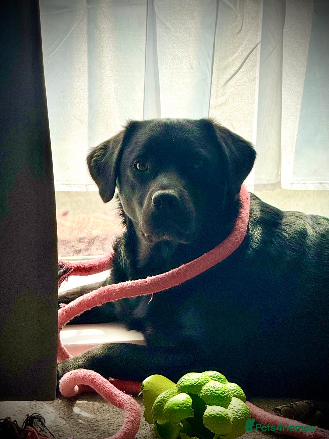 Mixed Breed dogs for sale: Black Lab/Staffy - Image 7