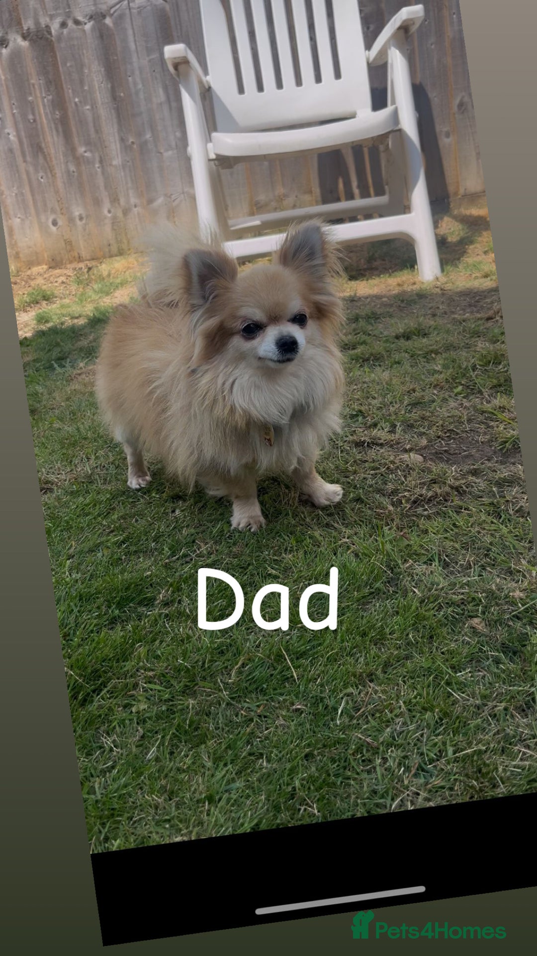 Chihuahua dogs for sale: KC Champion Lines Miniature Chihuahua Puppies - Image 24