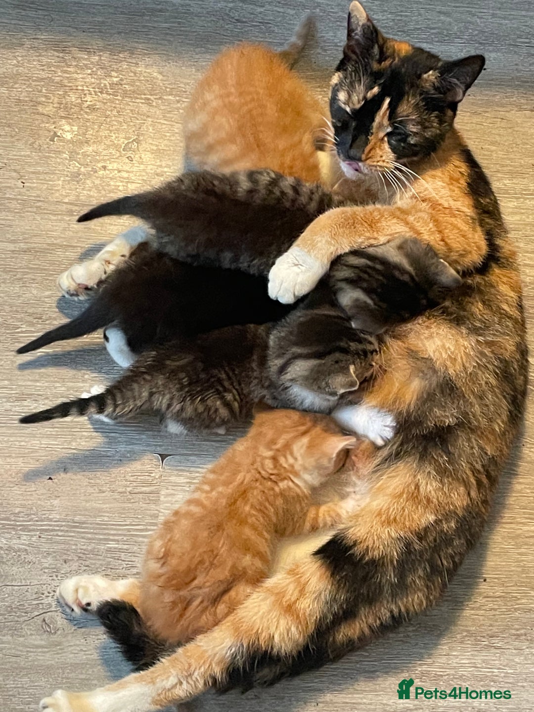 British Shorthair cats for sale: 5 kittens, 1 cat.  - Advert 4