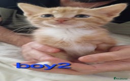 British Shorthair cats for sale: Last one left!  - Image 2