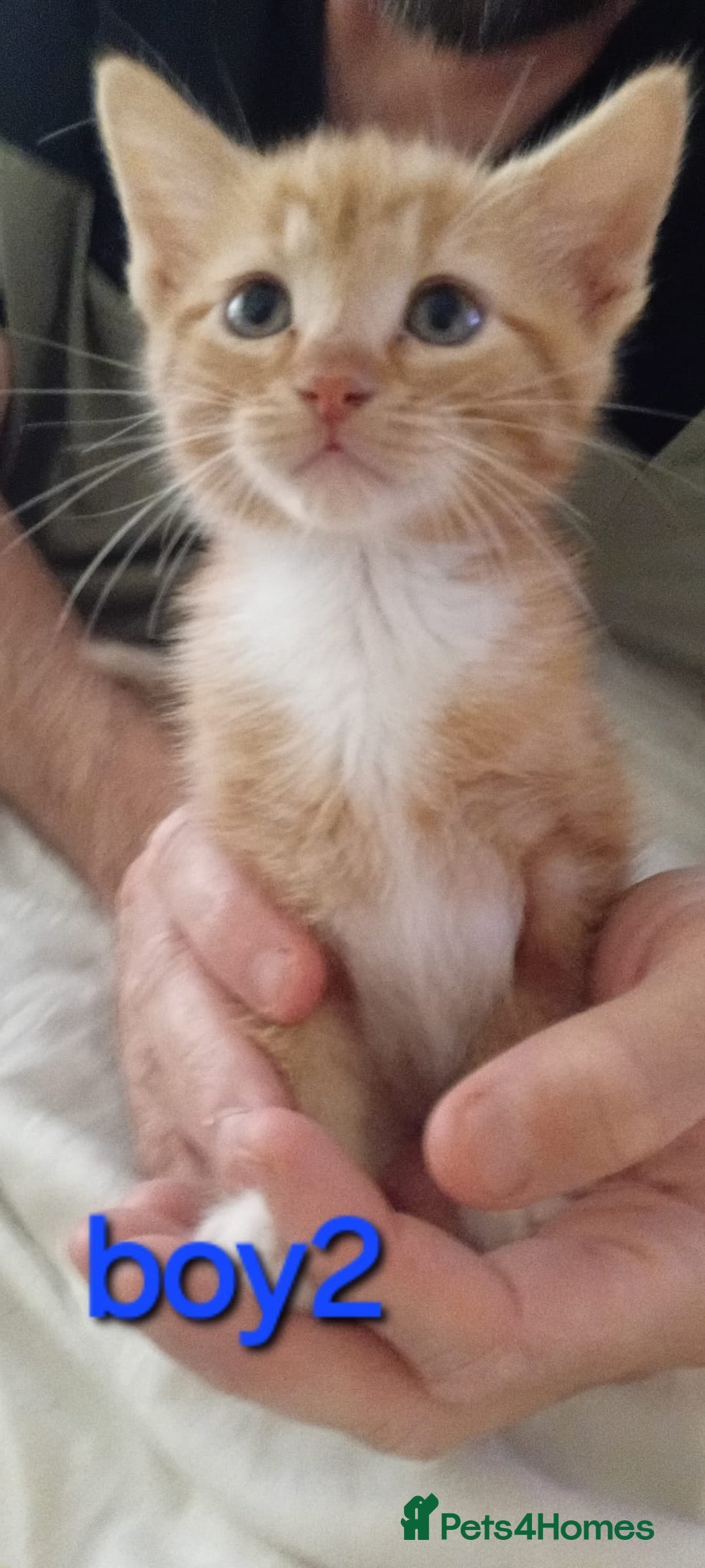 British Shorthair cats for sale: Last one left!  - Image 2