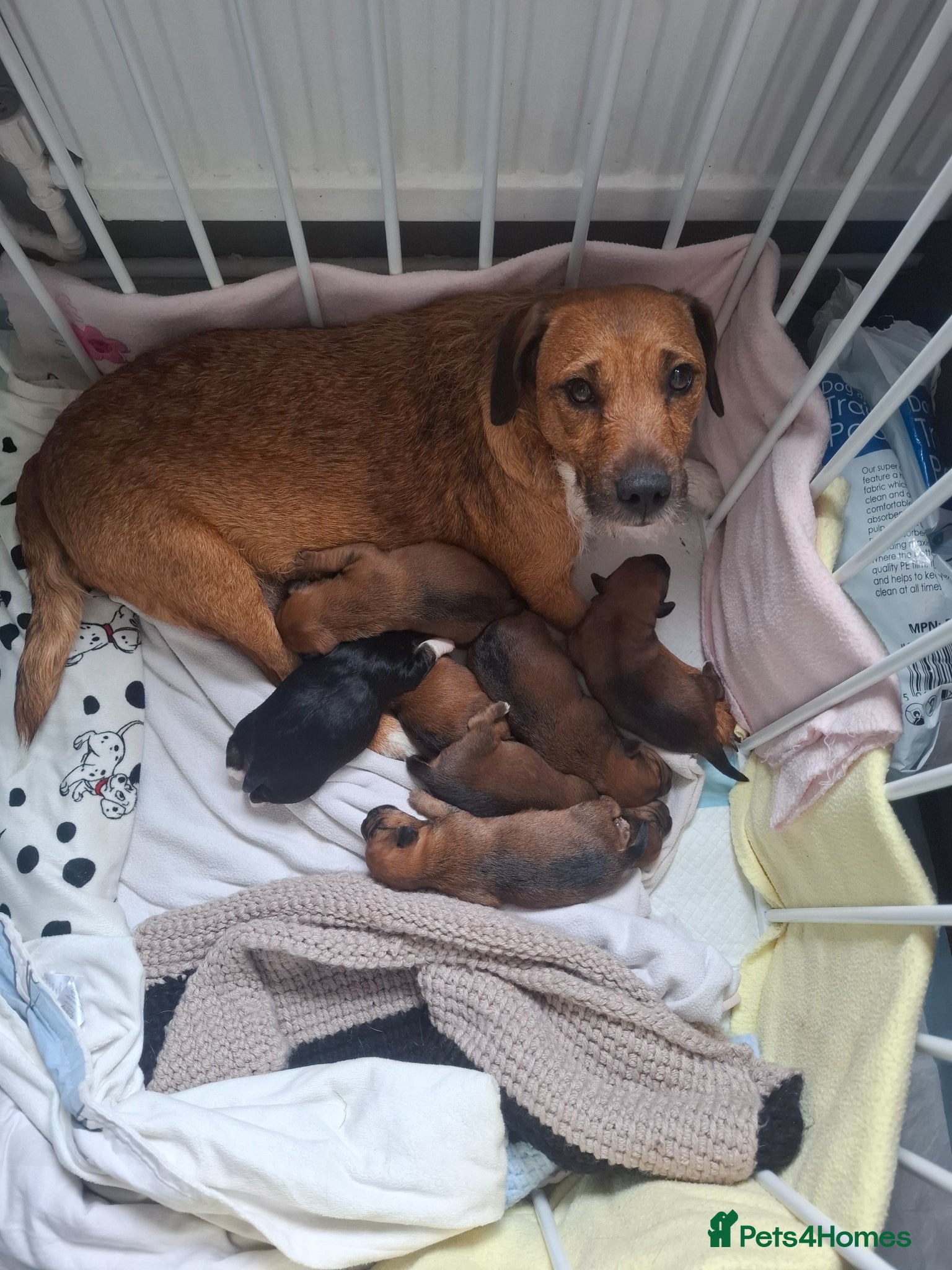 Patterjack dogs Beautiful puppys for sale - Advert 6