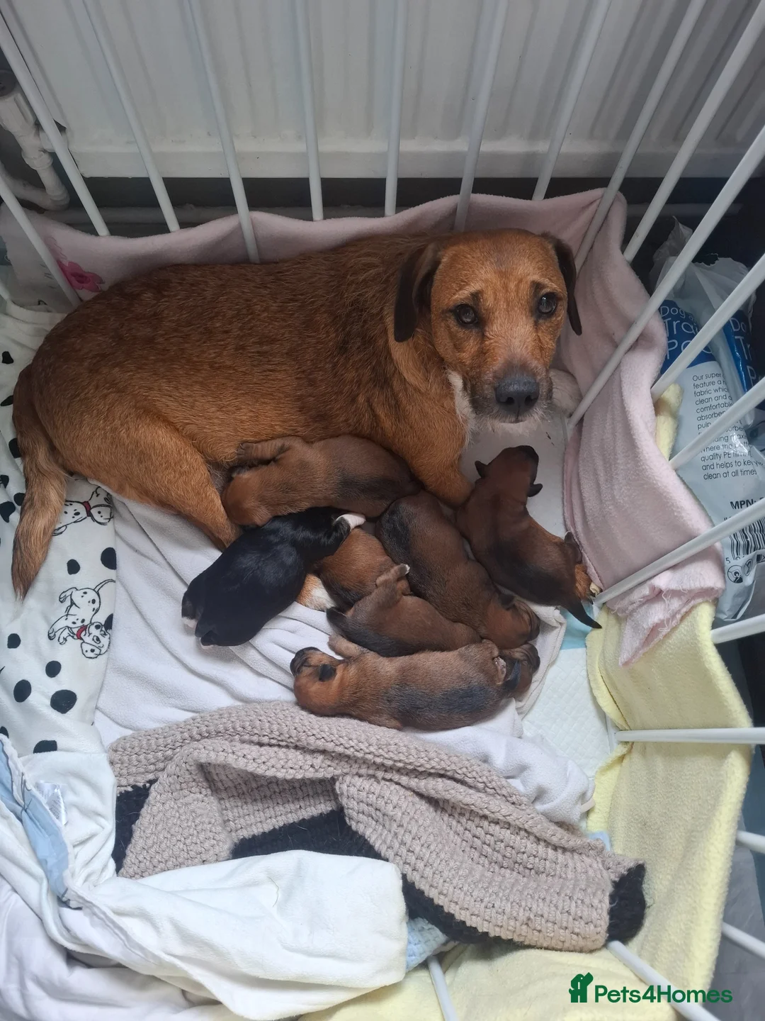 Patterjack dogs for sale: Beautiful puppys for sale in Chesterfield - Advert 1