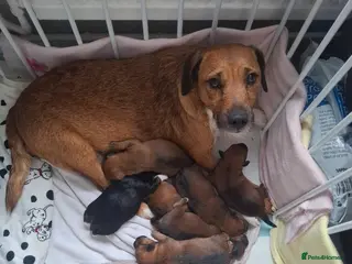 Patterjack dogs Beautiful puppys for sale - Advert 6