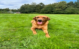 Labrador Retriever dogs for sale: KC Fox Red Labrador puppies - Image 13