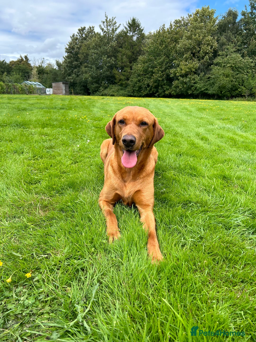 Labrador Retriever dogs for sale: KC Fox Red Labrador puppies - Image 13