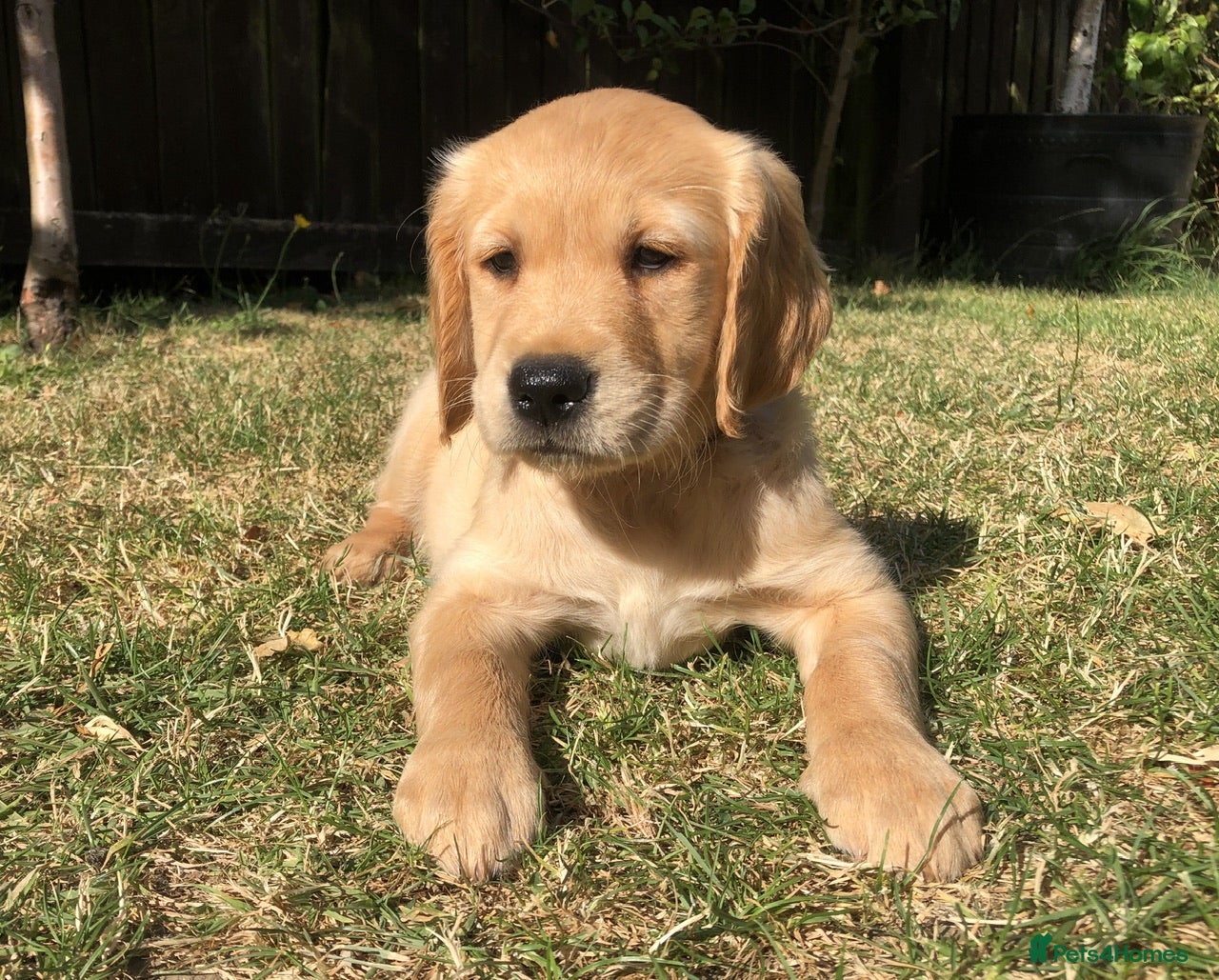 Golden Retriever dogs KC Dark Red Golden Retrievers 100% DNA Health Test - Advert 2
