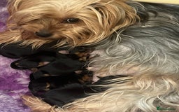 Yorkshire Terrier dogs for sale: Adorable pedigree Yorkshire Terriers - Image 5