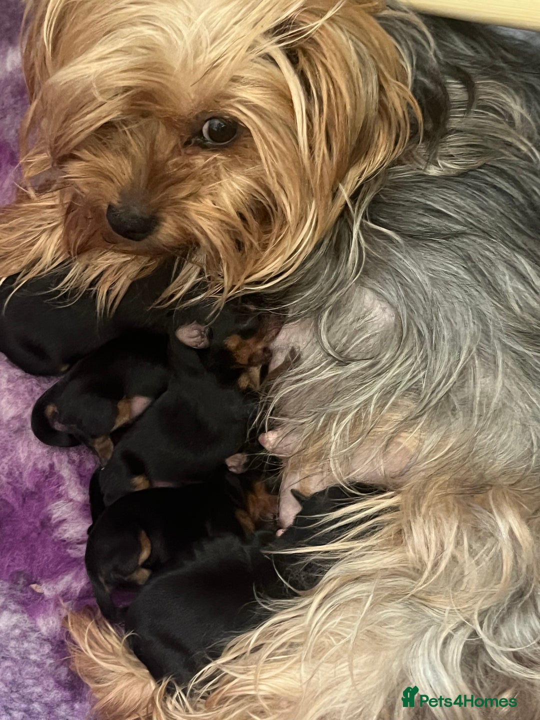 Yorkshire Terrier dogs for sale: Adorable pedigree Yorkshire Terriers - Image 5