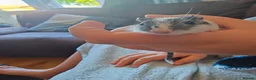 Gerbil rodents for sale: Male gerbils  in Gloucester - Advert 2