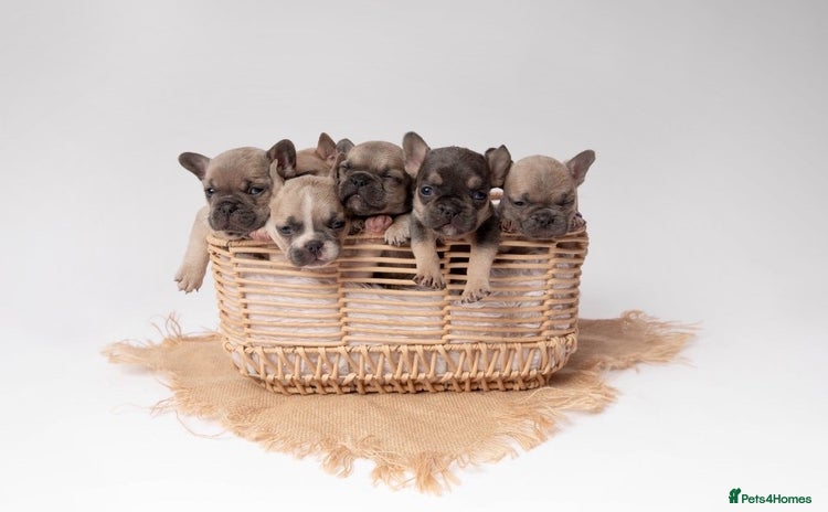 French Bulldog dogs - Advert 14