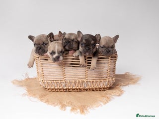 French Bulldog dogs - Advert 2