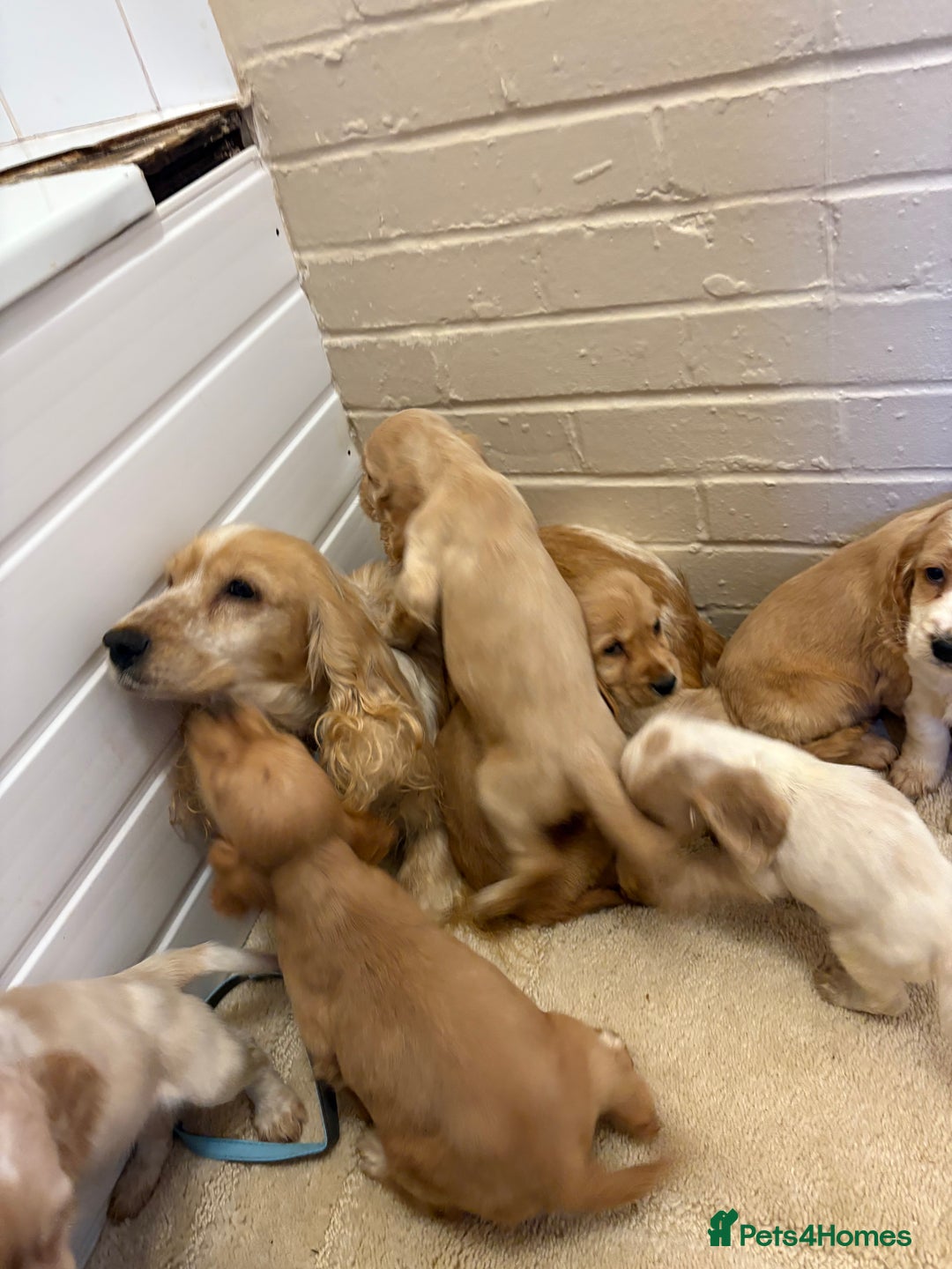 Cocker Spaniel dogs for sale: SHOW TYPE COCKER SPANIELS PUPPIES  - Advert 21