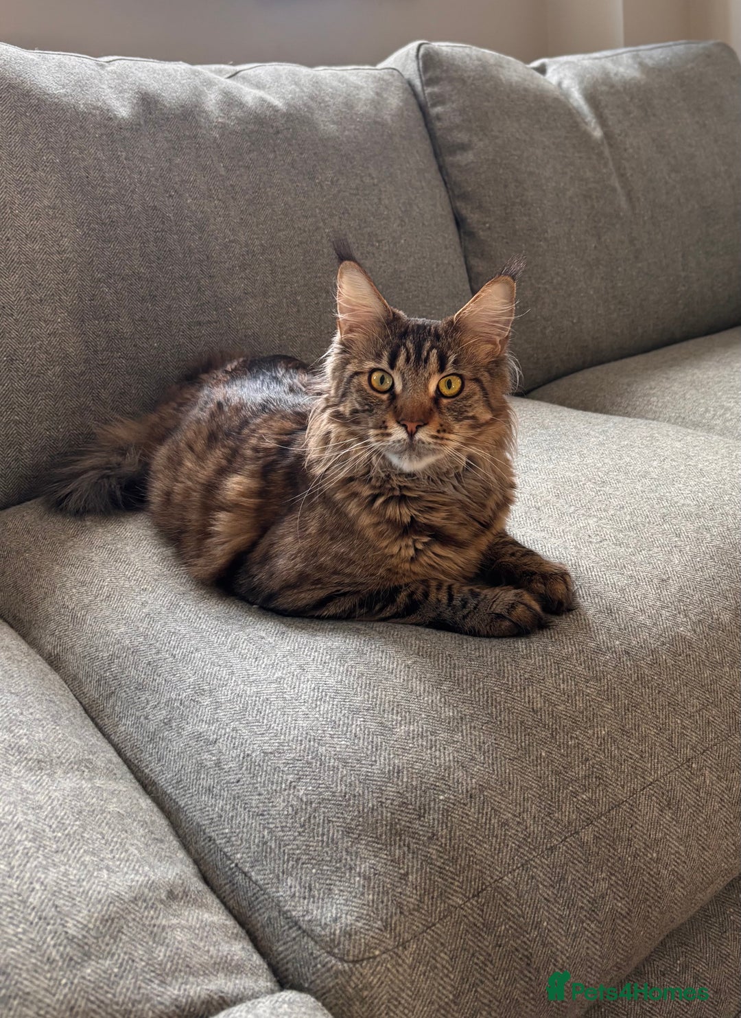Maine Coon cats for sale: Loving Brown Tabby Maine Coon Girl 🧡 - Advert 5
