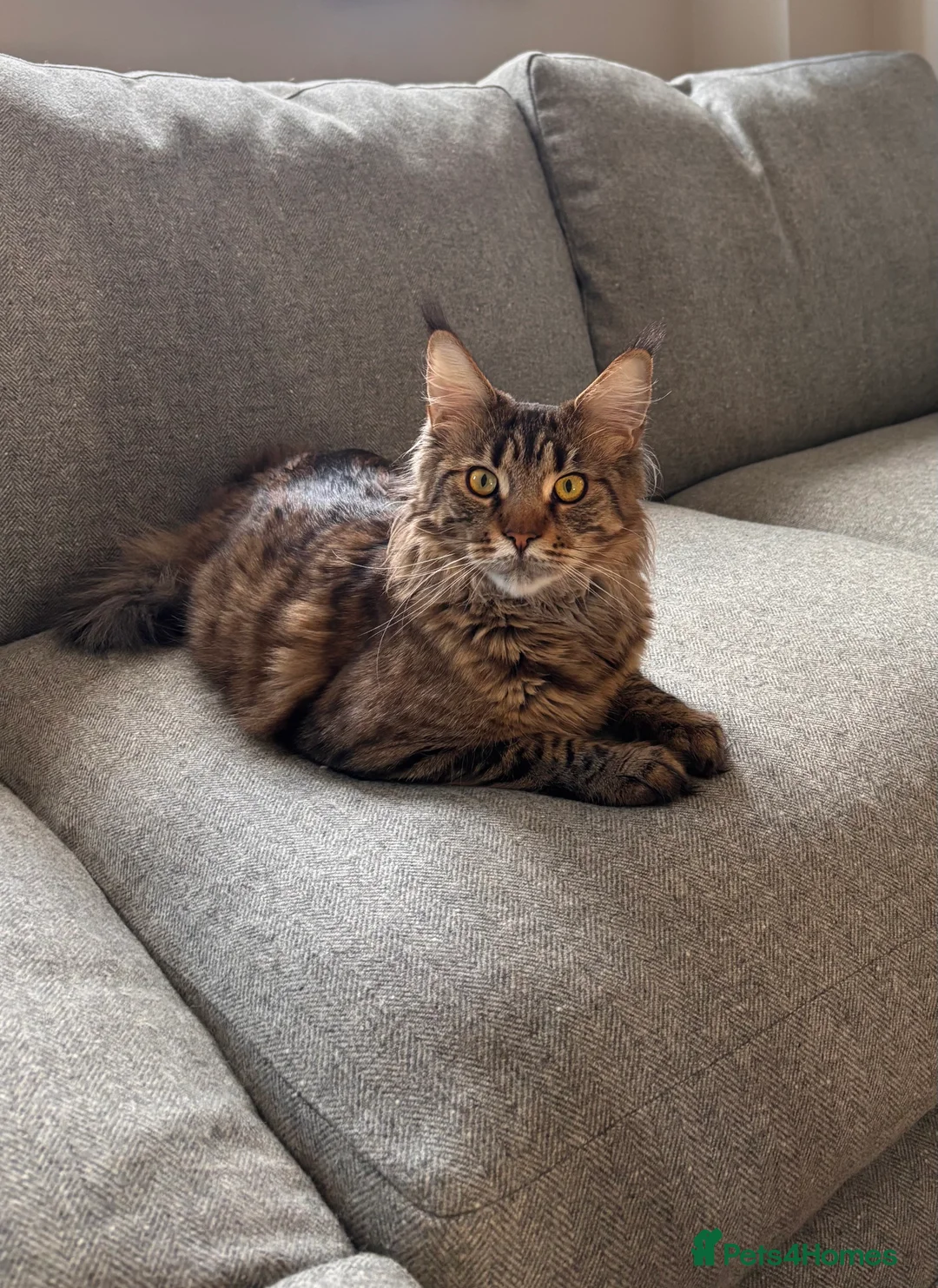 Maine Coon cats for sale: Loving Brown Tabby Maine Coon Girl 🧡 - Advert 5