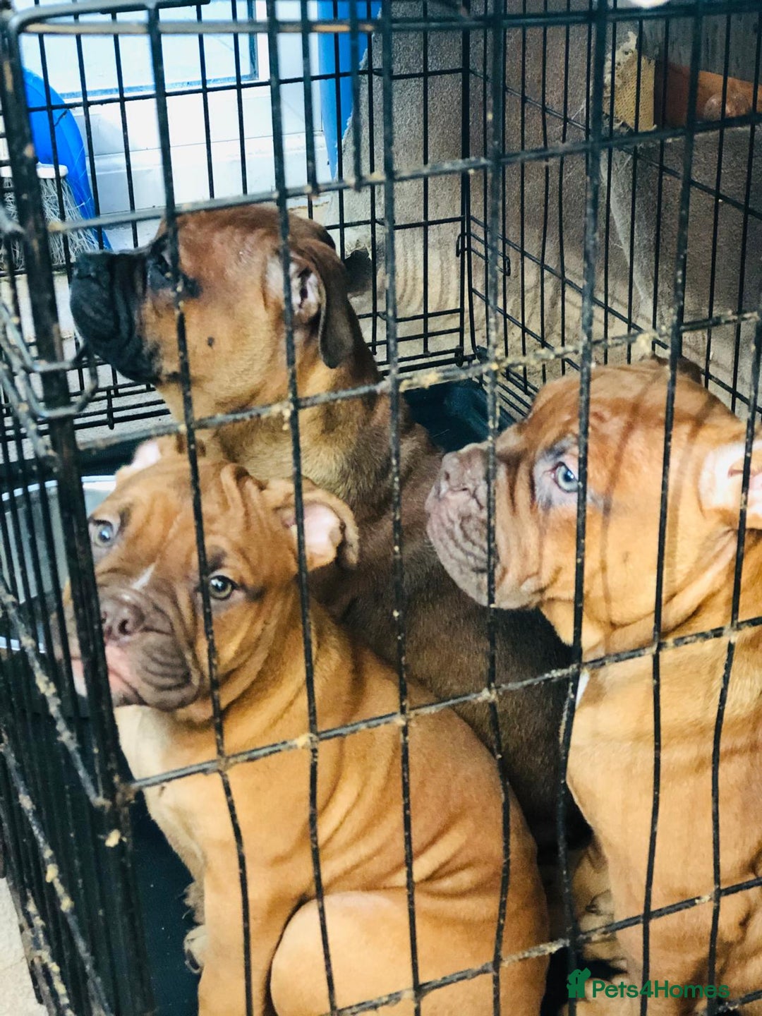 Dorset Olde Tyme Bulldogge dogs for sale: Pups for sale - Image 6