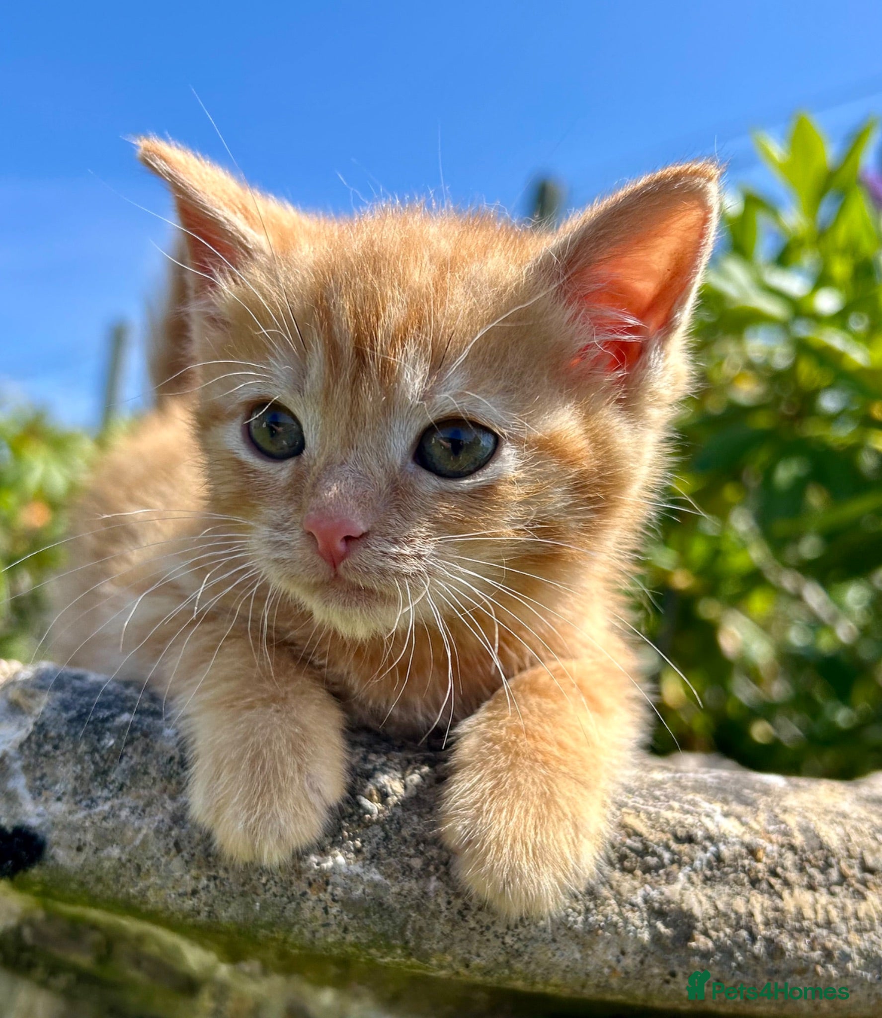 Mixed Breed cats Female Pure Ginger Tabby Mackerel SHORT hair  - Advert 1