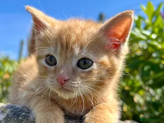 Mixed Breed cats Female Pure Ginger Tabby Mackerel SHORT hair - Advert 1