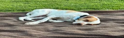 Mixed Breed dogs for adoption: Oscar: A Gentle Young Boy with the Wagging Tail ❤️ in Maidstone - Advert 7