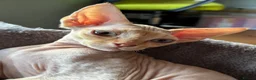 Devon Rex cats for sale: Ready now. GCCF registered and health tested. - Advert 8