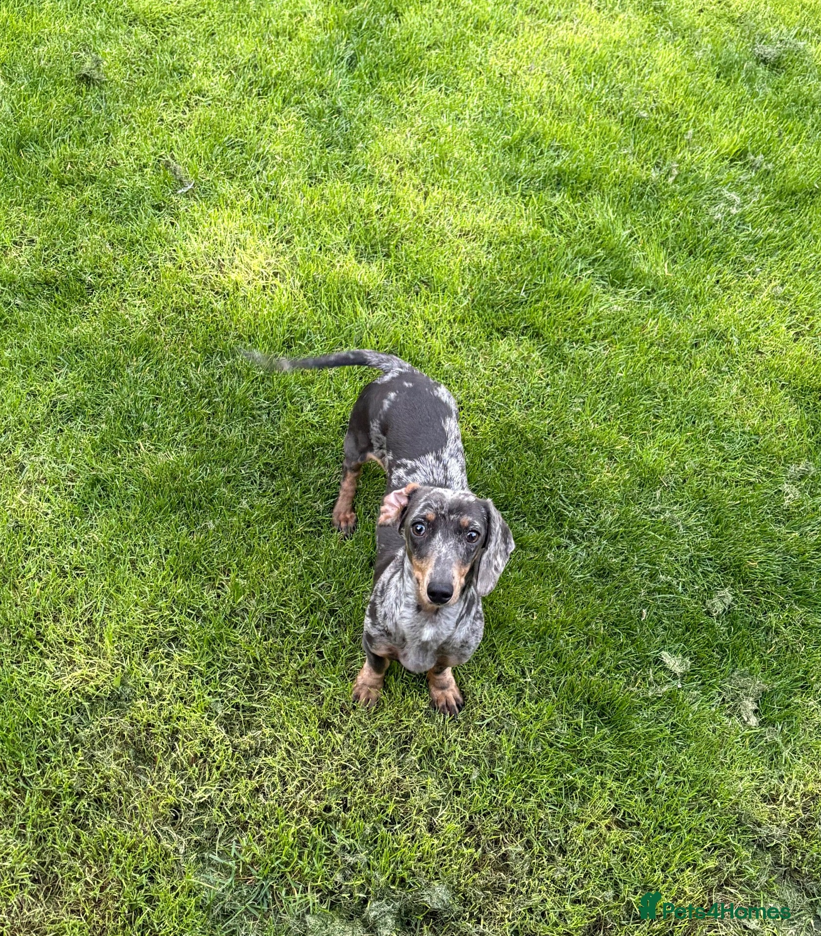 Dachshund dogs Dapple dachshund - Advert 1