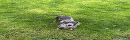 Dachshund dogs for sale: Dapple dachshund - Advert 1