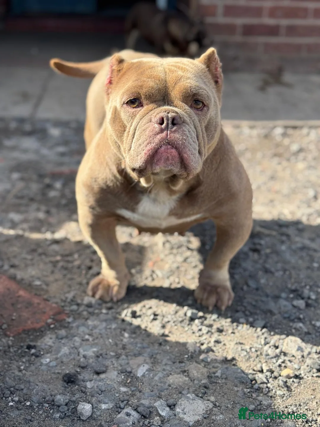 American Bully dogs for sale: Exotic Bulldog - Advert 2