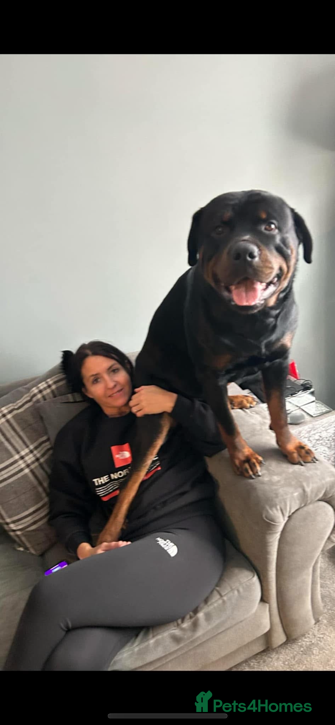 Rottweiler dogs for sale: Pedigree German chunky Rottweiler puppies  - Image 19
