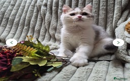 British Longhair cats for sale: Chocolate longhair,  Blue golden and white sh - Advert 5