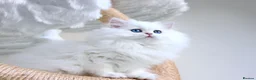 British Longhair cats for sale: Super Rare & Top Quality Kittens - Advert 4