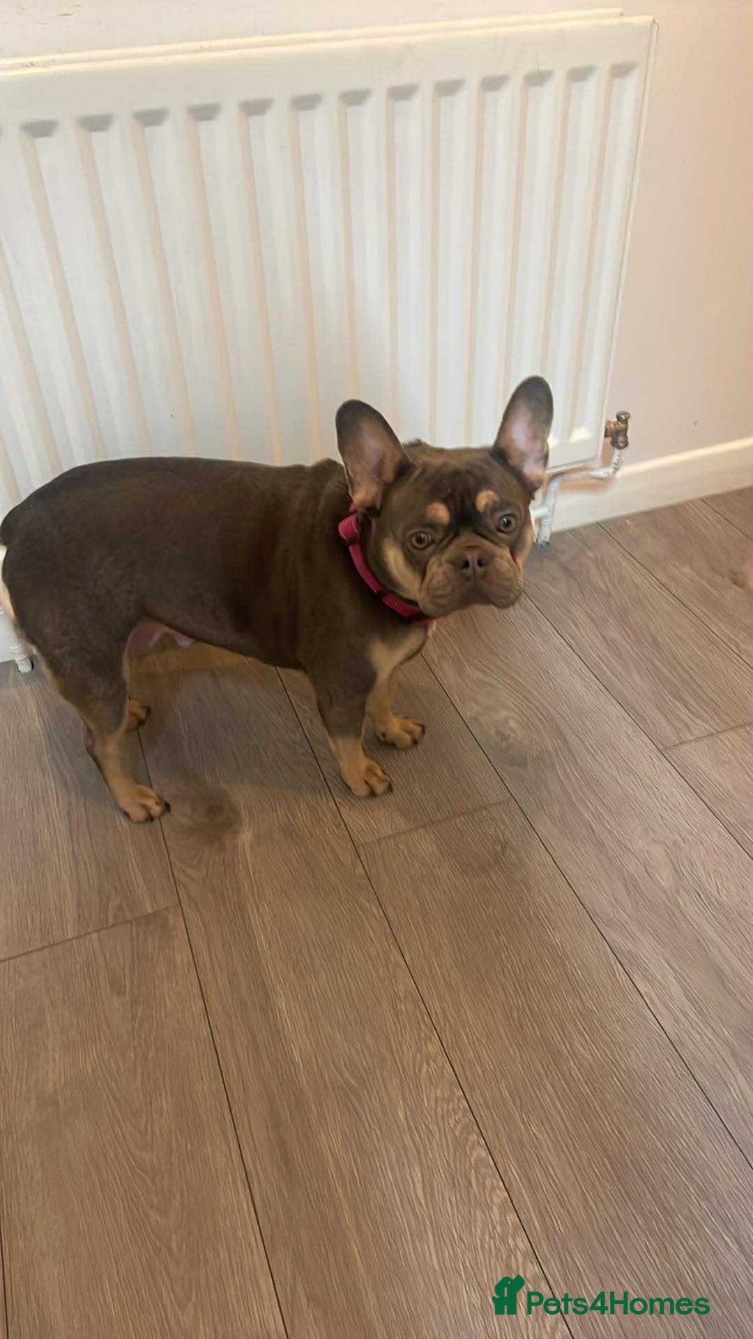 French Bulldog dogs for sale: French bull dog puppies  - Advert 1