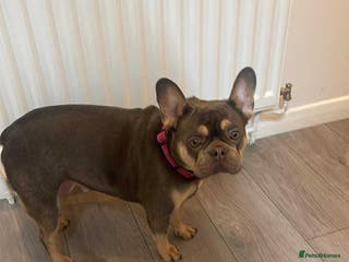 French Bulldog dogs French bull dog puppies - Advert 3