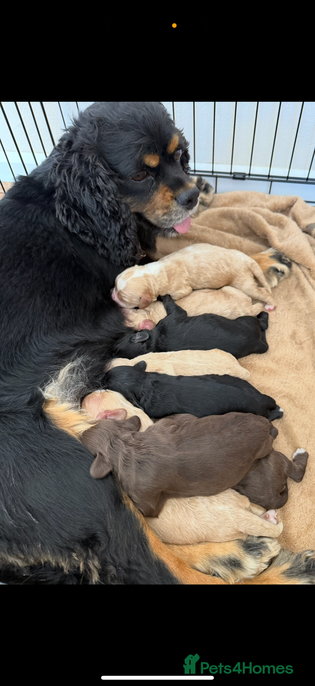 Cockapoo dogs for sale: 8 beautiful cockapoo puppies  - Image 16