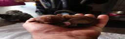 Jackapoo dogs for sale: Gorgeous jackapoo puppies 🐶  - Advert 11