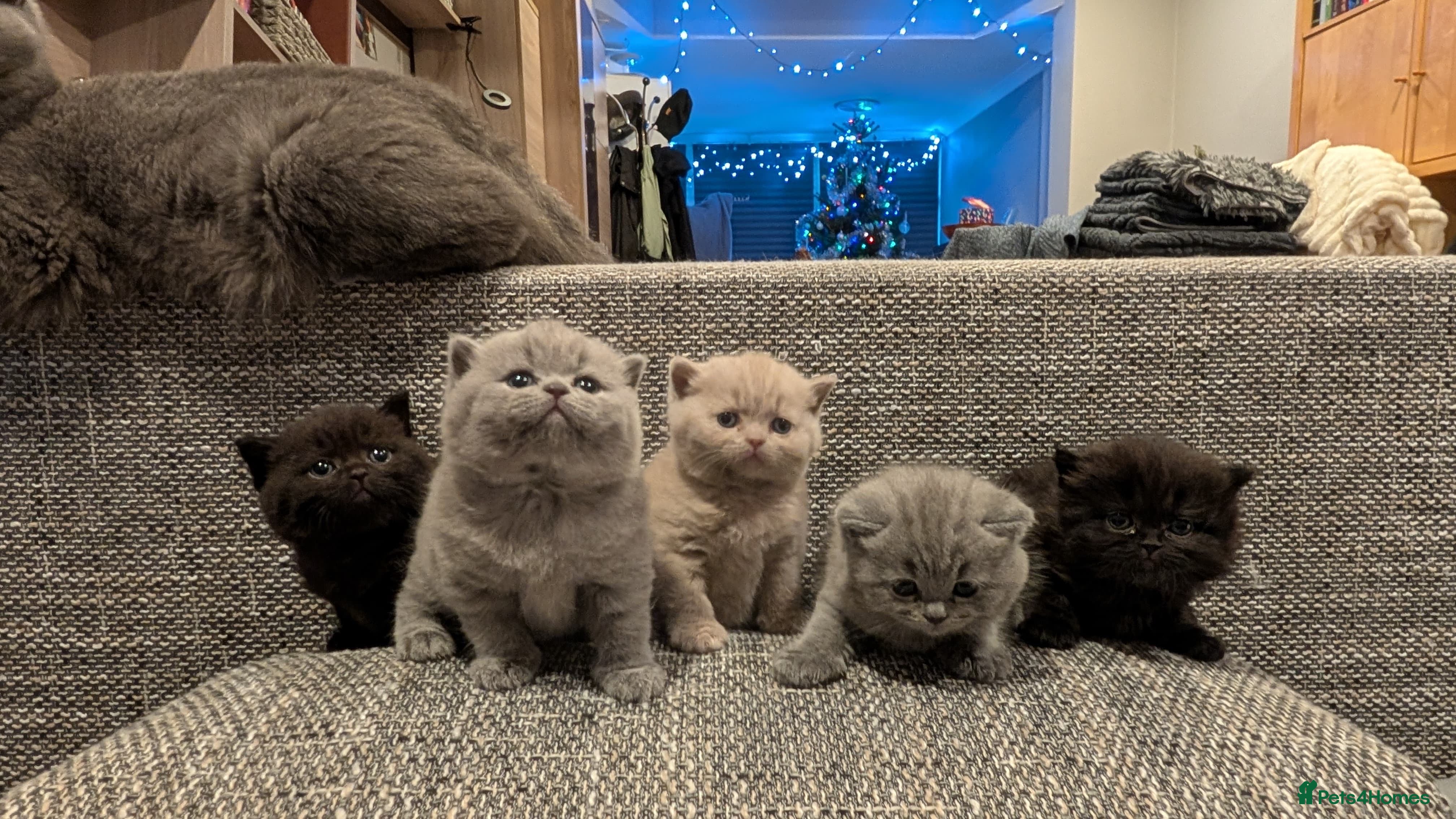 British Shorthair cats Multi-colour GCCF British Shorthair kittens  - Advert 3