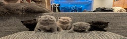 British Shorthair cats for sale: Multi-colour GCCF British Shorthair kittens  - Advert 7