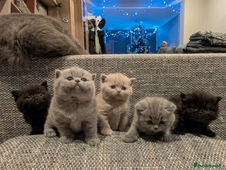 British Shorthair cats Multi-colour GCCF British Shorthair kittens - Advert 3
