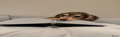 Miniature Dachshund 1