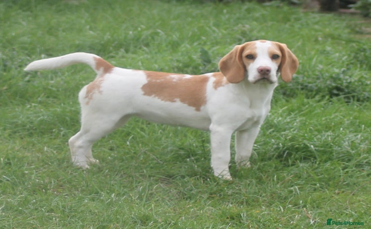 Beagle dogs - Advert 2