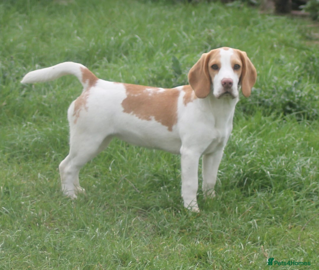 Beagle dogs for sale: 6 month old female beagle pup - Image 1