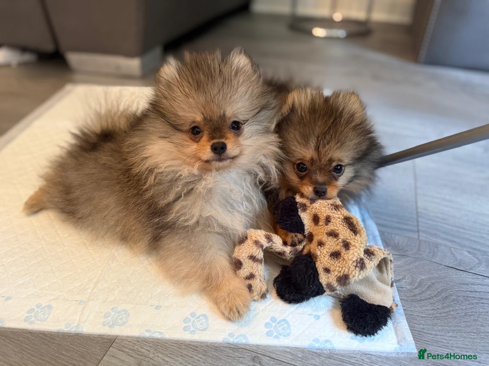 Pomeranian dogs Beautiful extra small Pomeranian puppies  - Advert 1