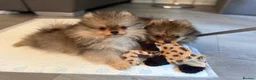 Pomeranian dogs for sale: Beautiful extra small Pomeranian puppies  in Bilston - Advert 3