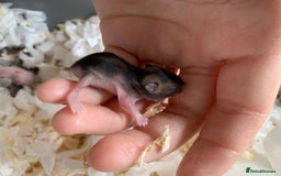 Hamster rodents for sale: Russian dwarfs  - Image 8